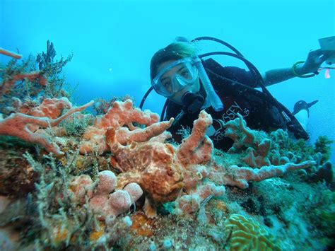 Ocean Odyssey: An Underwater Adventure For Budding Marine Biologists!